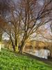 Tree on The River Bank